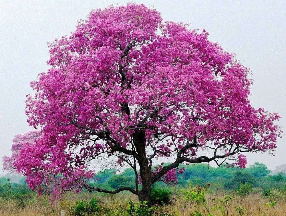 Pink Trumpet Tree (Tabebuia rosea)